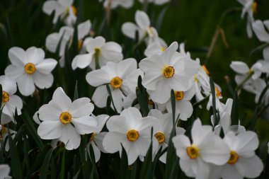 Baharda Güzel Beyaz ve Sarı nergisler