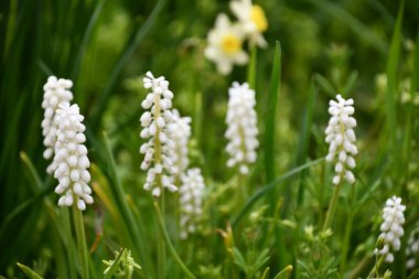 Baharda Renkli Çiçekler