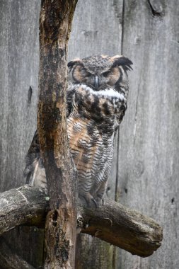 Ağaçtaki Büyük Boynuzlu Baykuş