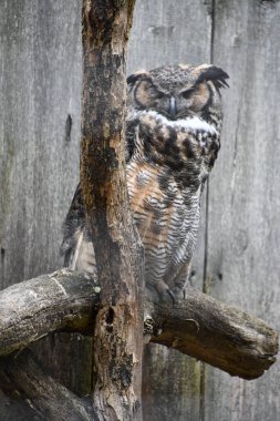 Ağaçtaki Büyük Boynuzlu Baykuş
