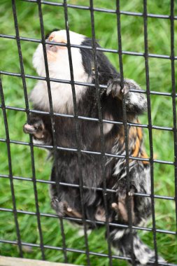 Şirin küçük bir Marmoset Hayvanı