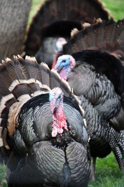 Çiftlikteki Vahşi Türkiye