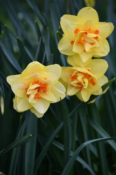 Krásné Bílé Žluté Daffodils Jaře — Stock fotografie