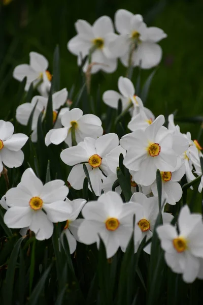 Mooie Witte Gele Narcissen Het Voorjaar — Stockfoto