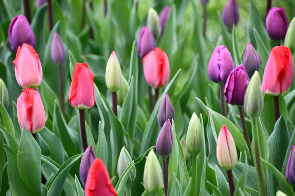 Bunte Tulpen Frühling — Stockfoto