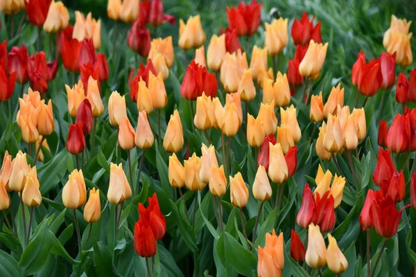Bunte Tulpen Frühling — Stockfoto
