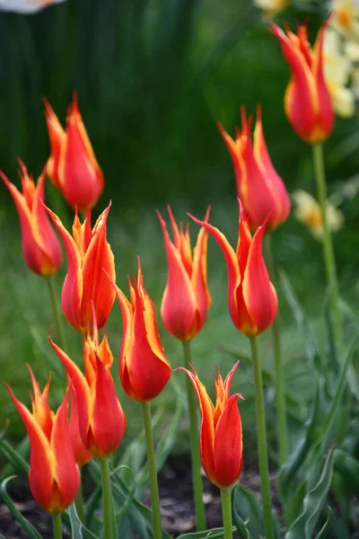 Barevné Tulipány Jaře — Stock fotografie