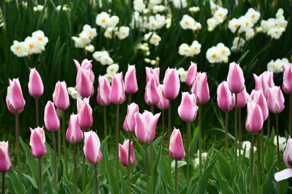 Kleurrijke Tulpen Het Voorjaar — Stockfoto