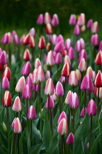 Barevné Tulipány Jaře — Stock fotografie
