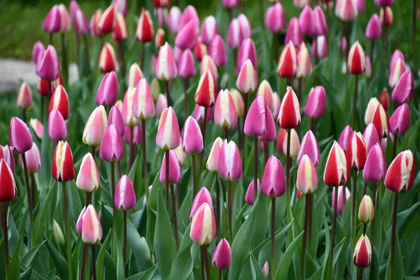 Цветные Тюльпаны Весной — стоковое фото