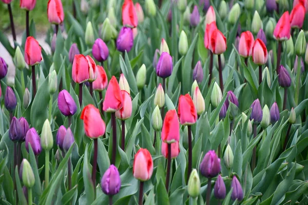 Kleurrijke Tulpen Het Voorjaar — Stockfoto