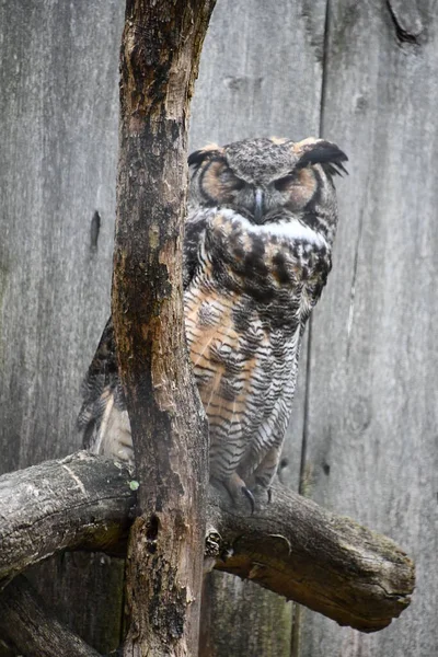 Great Horned Owl Tree — Stock Photo, Image