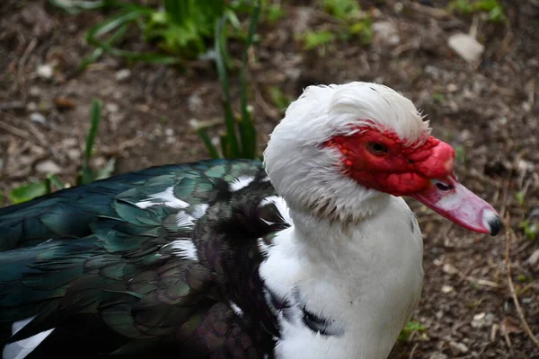 Muscovy Duck Out Wild — Stock Photo, Image