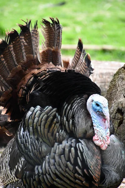 Pavo Salvaje Una Granja — Foto de Stock