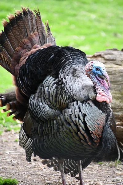 Pavo Salvaje Una Granja — Foto de Stock