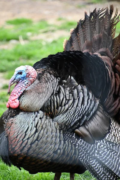 Pavo Salvaje Una Granja — Foto de Stock