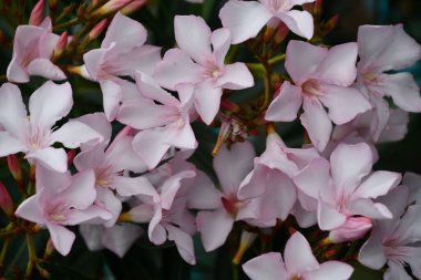 Baharda Renkli Çiçekler