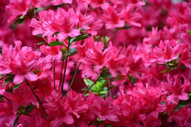 Baharda Renkli Çiçekler