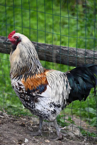 Een Kip Een Boerderij Outdoor — Stockfoto