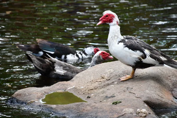 Muscovy Ducks Gård Nära Vatten — Stockfoto