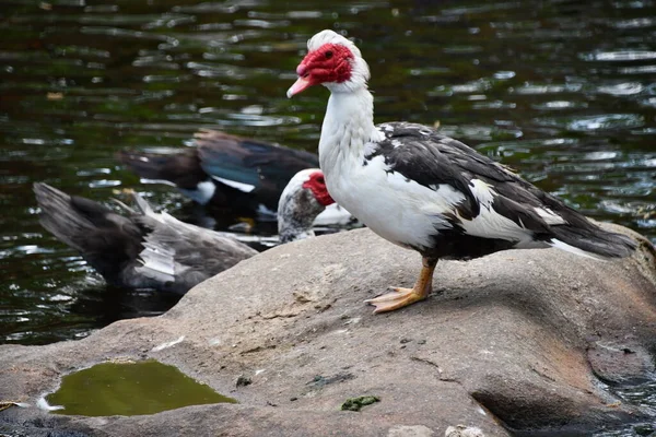 Muscovy Ducks Gård Nära Vatten — Stockfoto