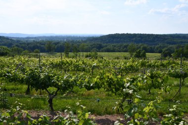 Wallingford, Connecticut 'taki Gouveia Vineyards, 6 Haziran 2021' de görüldüğü gibi..