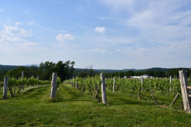 Wallingford, Connecticut 'taki Gouveia Vineyards, 6 Haziran 2021' de görüldüğü gibi..