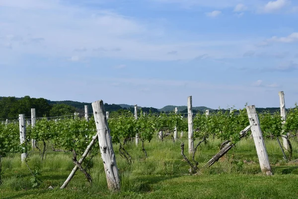 Wallingford Jun Gouveia Wijngaarden Wallingford Connecticut Gezien Jun 2021 — Stockfoto