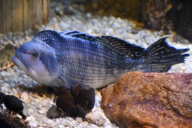 Sudaki renkli balıklar