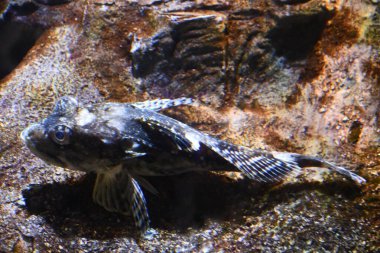 Sudaki renkli balıklar