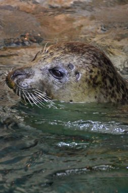 Liman seal su