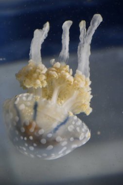 Sudaki küçük denizanası