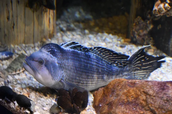 Poisson Coloré Dans Eau — Photo