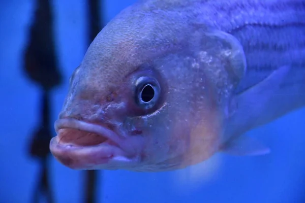 Peces Coloridos Agua — Foto de Stock