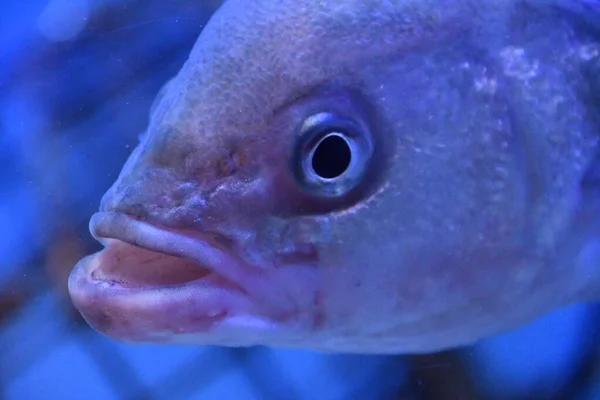 Sudaki Renkli Balıklar — Stok fotoğraf