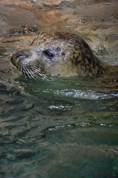 Harbor Seal Water — Stock Photo, Image
