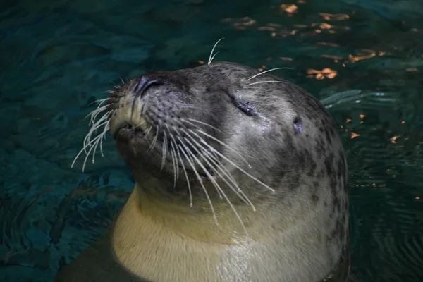 水のゴマフアザラシ — ストック写真