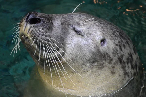 Liman Seal — Stok fotoğraf