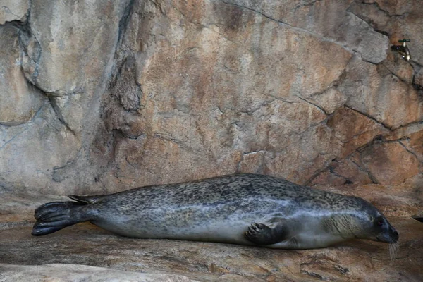 Harbor Seal Water — Stock Photo, Image