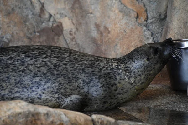 Liman Seal — Stok fotoğraf