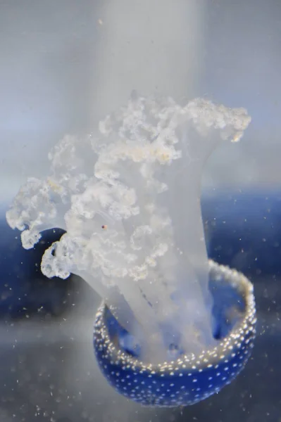 Pequeñas Medusas Agua — Foto de Stock