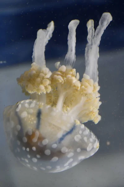 Sudaki Küçük Denizanası — Stok fotoğraf