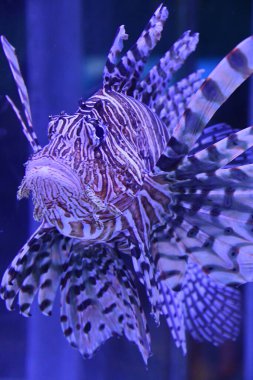 Sudaki Aslan Balığı