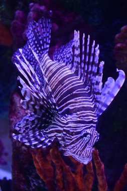 Sudaki Aslan Balığı