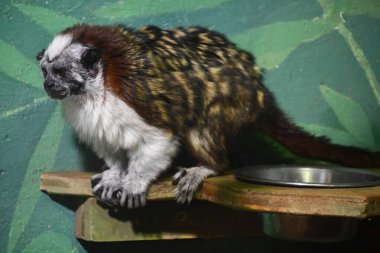 Hayvanat bahçesinde küçük bir mirket