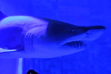 Sudaki Kum Kaplan Köpekbalığı