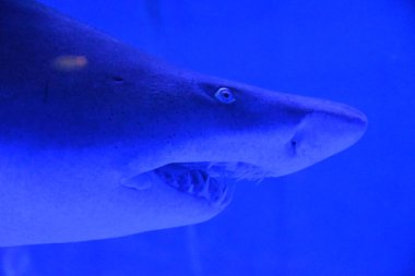 Sudaki Kum Kaplan Köpekbalığı