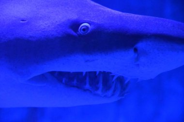 Sudaki Kum Kaplan Köpekbalığı