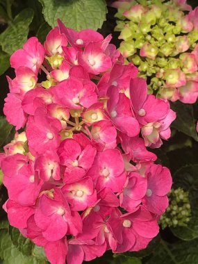 Baharda Renkli Çiçekler