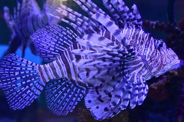 Ένα Lionfish Στο Νερό — Φωτογραφία Αρχείου